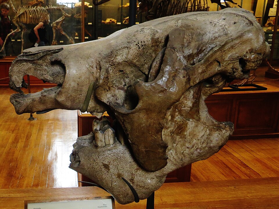 Megatherium americanumの頭骨(パリ古生物ギャラリー)