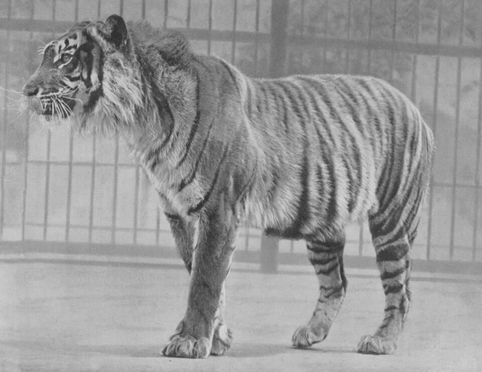 ロンドン動物園で撮影されたジャワトラ（第二次大戦前）