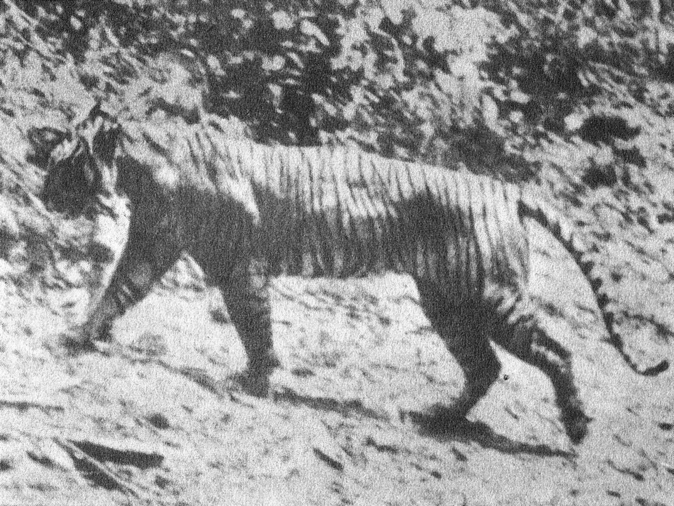 ジャワトラの生前写真（1938年 Ujung Kulon撮影）