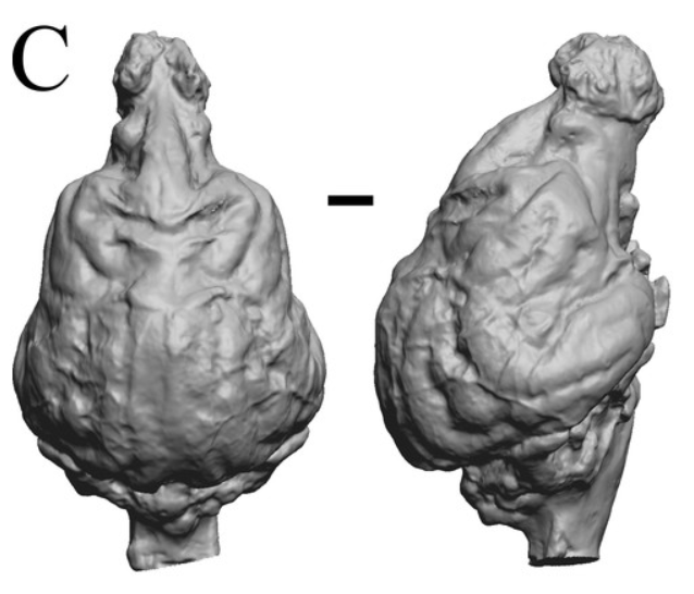 Aenocyon dirus のエンドキャスト(脳形態の推定)