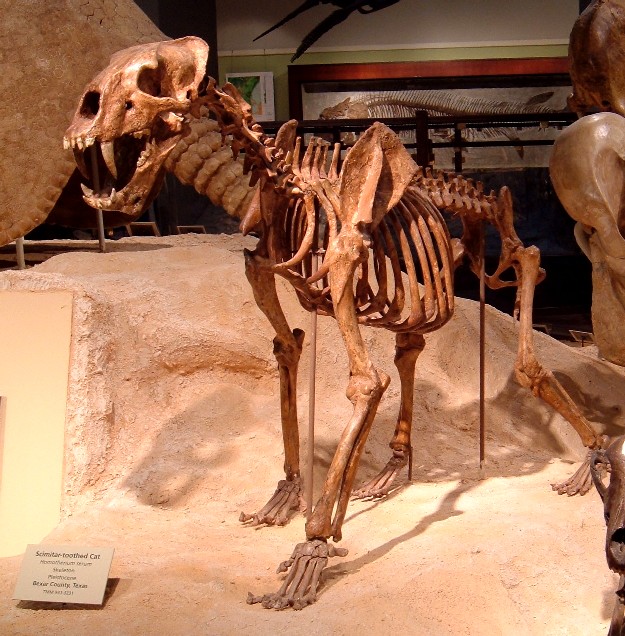 ホモテリウム・セラムの全身骨格(Texas Memorial Museum)