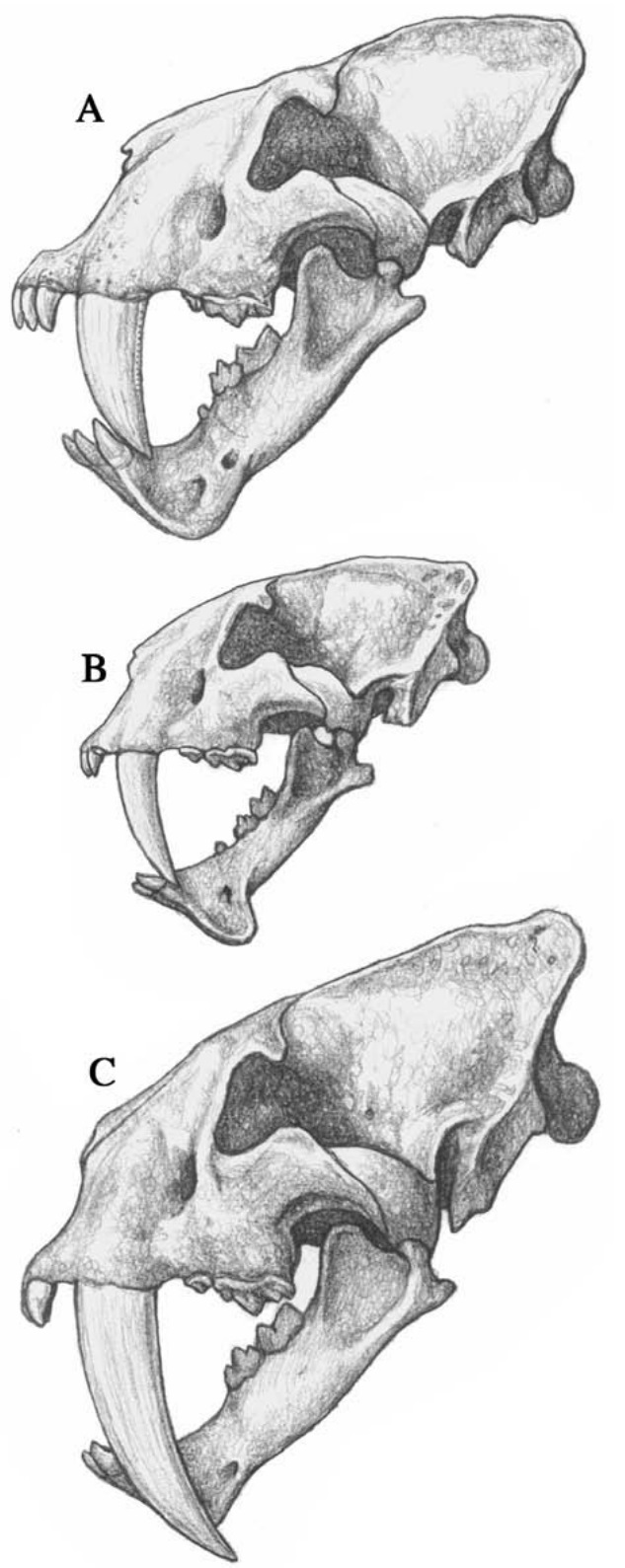 剣歯猫3属の頭骨比較(Homotherium/Megantereon/Smilodon)