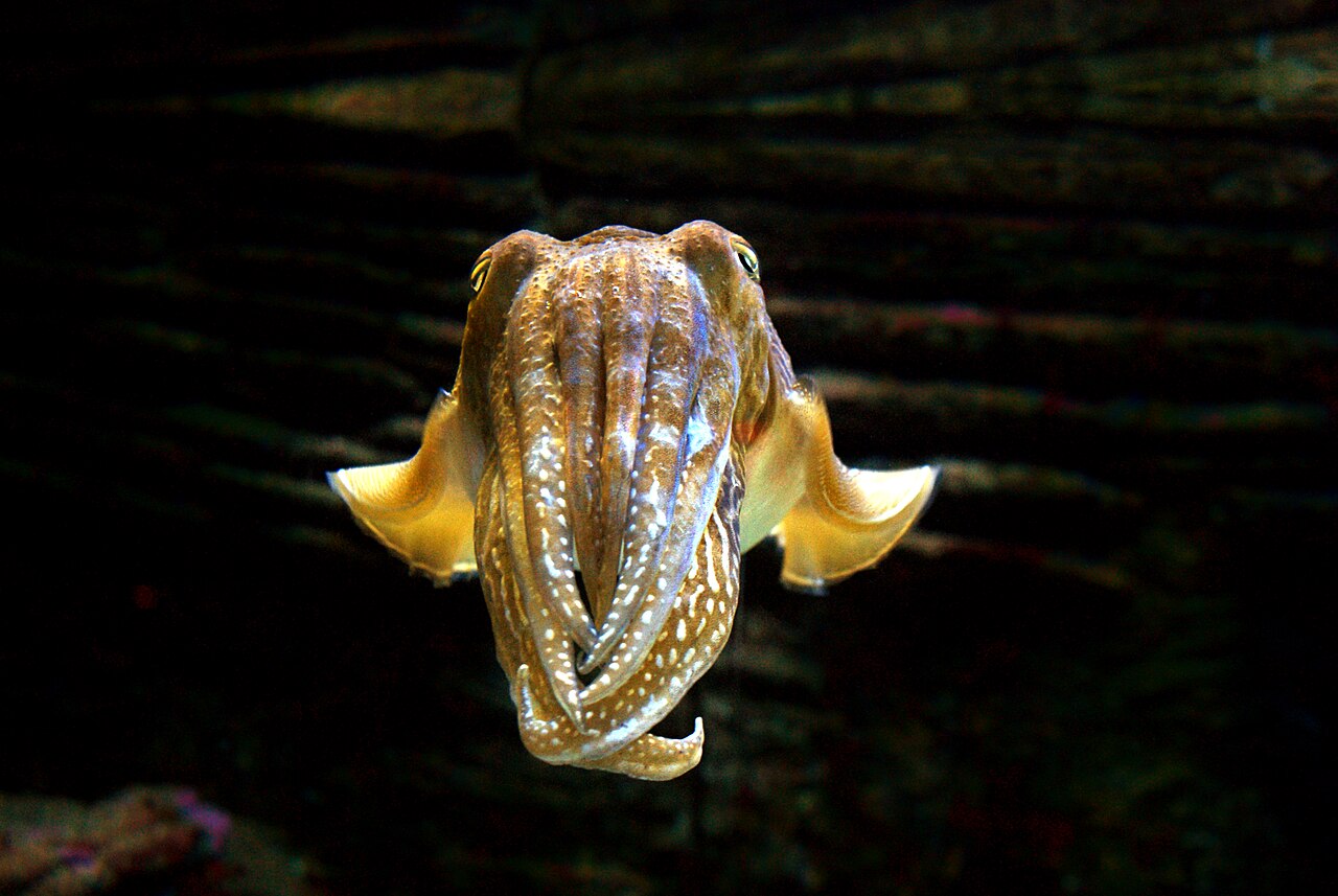 ヨーロッパコウイカの水中姿