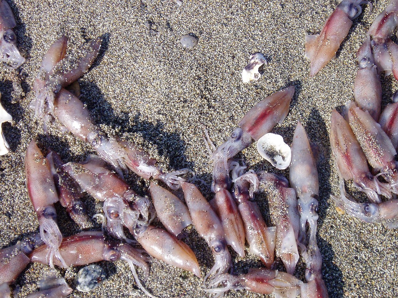 浜黒崎海岸に身投げしたホタルイカ