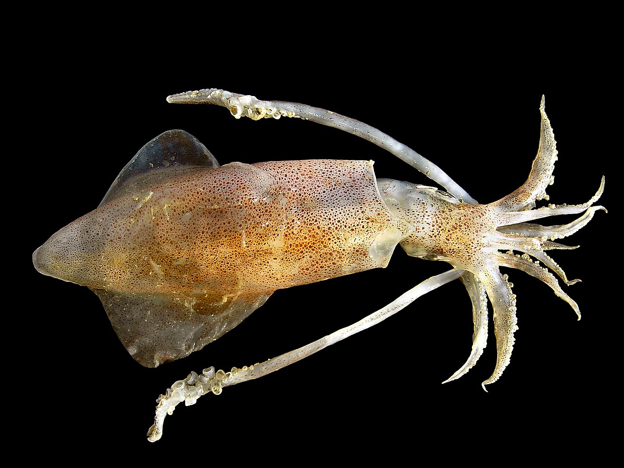 ヨーロッパヤリイカの生体標本(色素胞と体構造が確認できる)