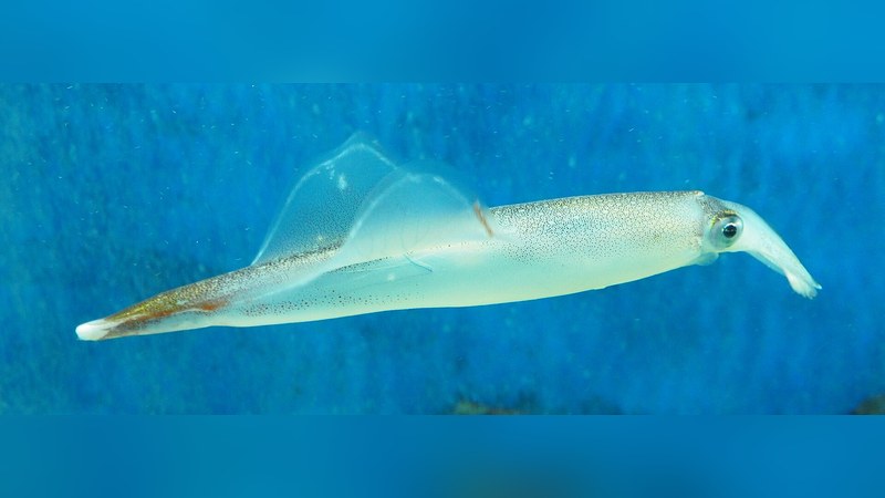 ヤリイカ Heterololigo bleekeri