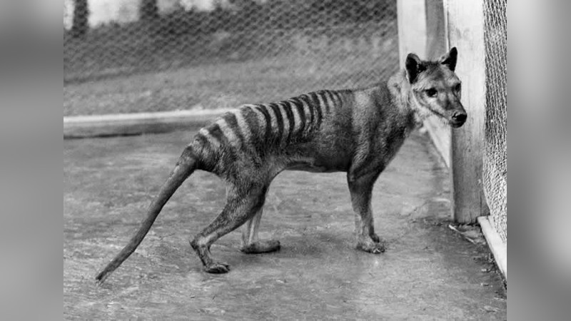 フクロオオカミ Thylacinus cynocephalus（タスマニアタイガー）