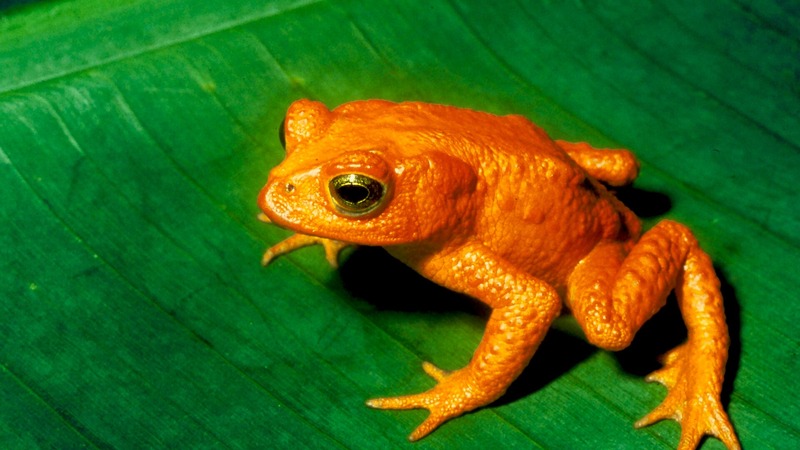 キンイロヒキガエル Incilius periglenes（Charles H. Smith / USFWS 撮影）