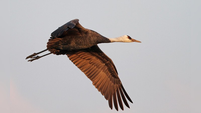 ナベヅル Grus monacha