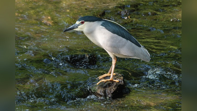 ゴイサギ Nycticorax nycticorax