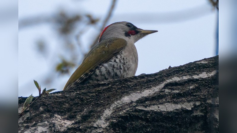 アオゲラ Picus awokera