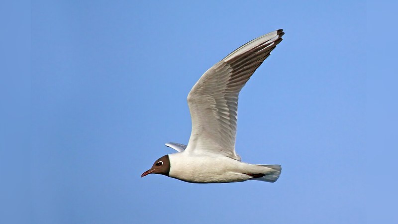 ユリカモメ Chroicocephalus ridibundus
