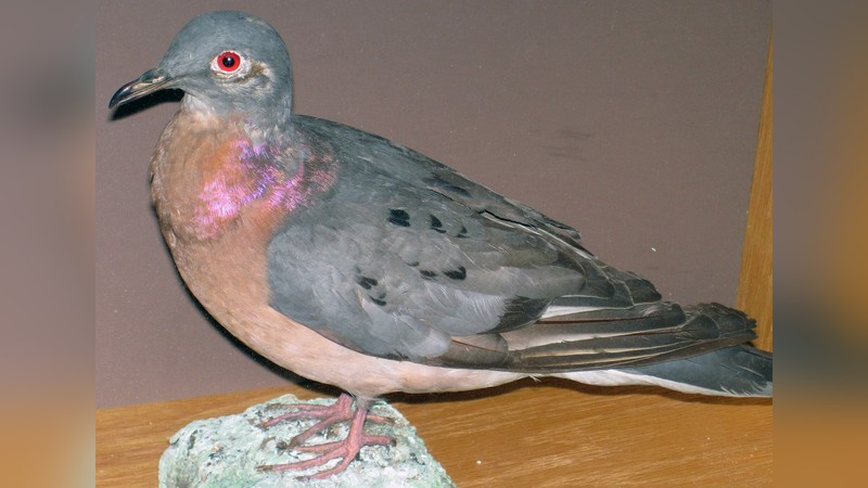 リョコウバト Ectopistes migratorius（剥製標本）