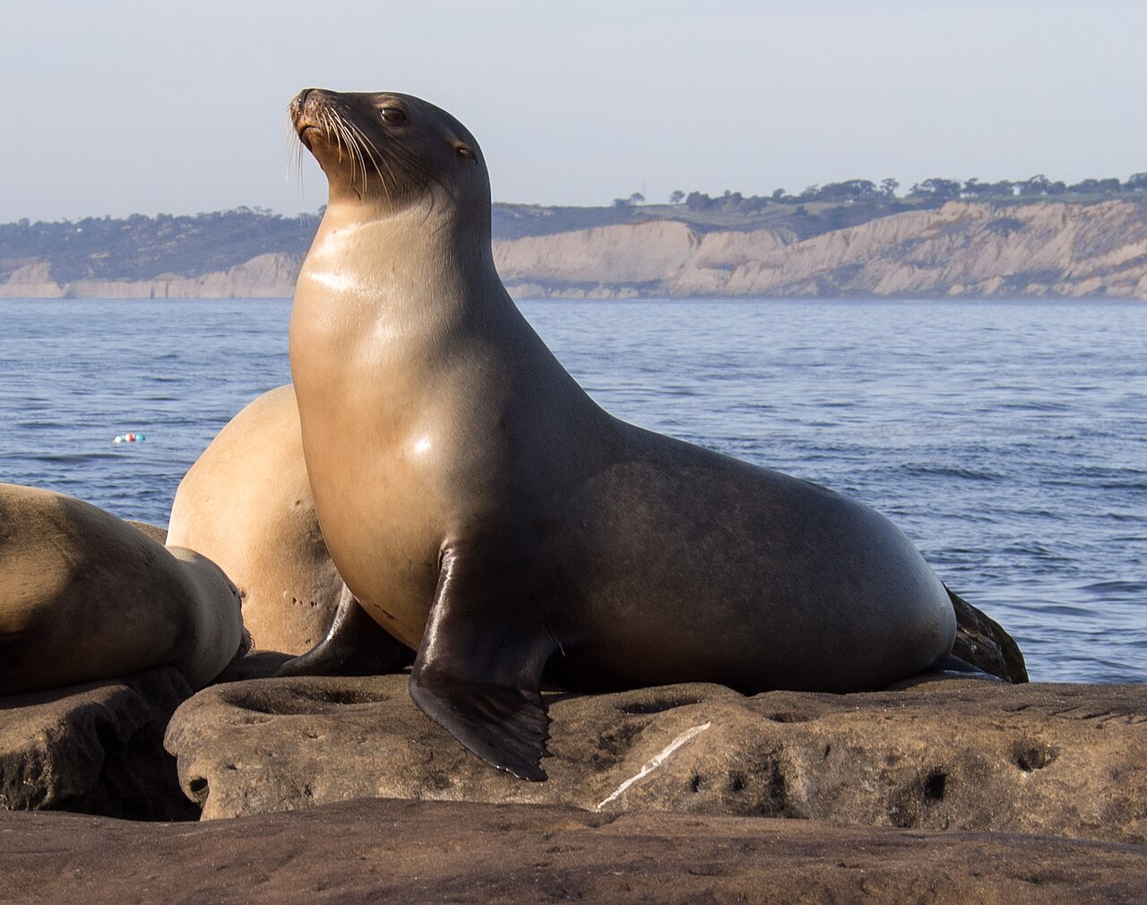 海辺のカリフォルニアアシカ