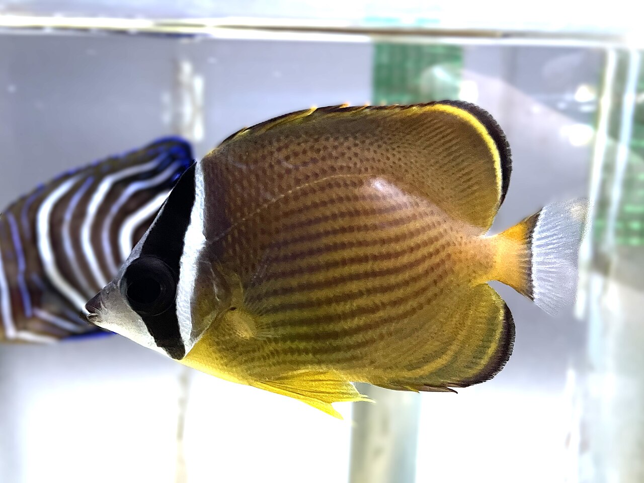 水族館の水槽で泳ぐチョウチョウウオ