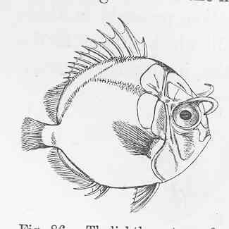 頭が骨の板に覆われたトリクチス期の稚魚（ハタタテダイ属）の図