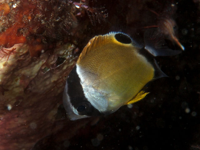 岩陰にいるチョウチョウウオの幼魚。背びれに黒い目玉模様がある