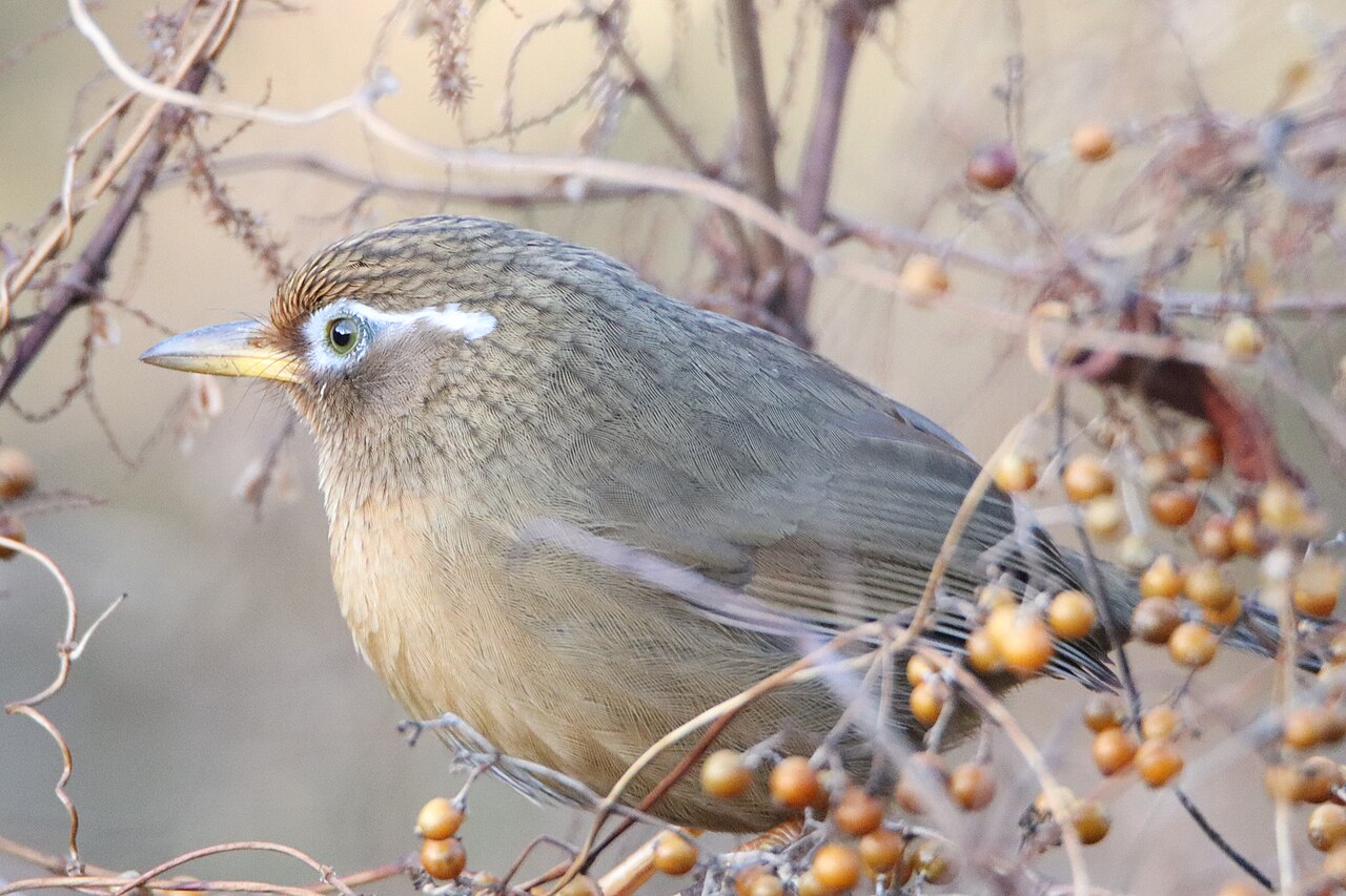 愛知県で撮影されたガビチョウ。実のついた枝の間にとまっている