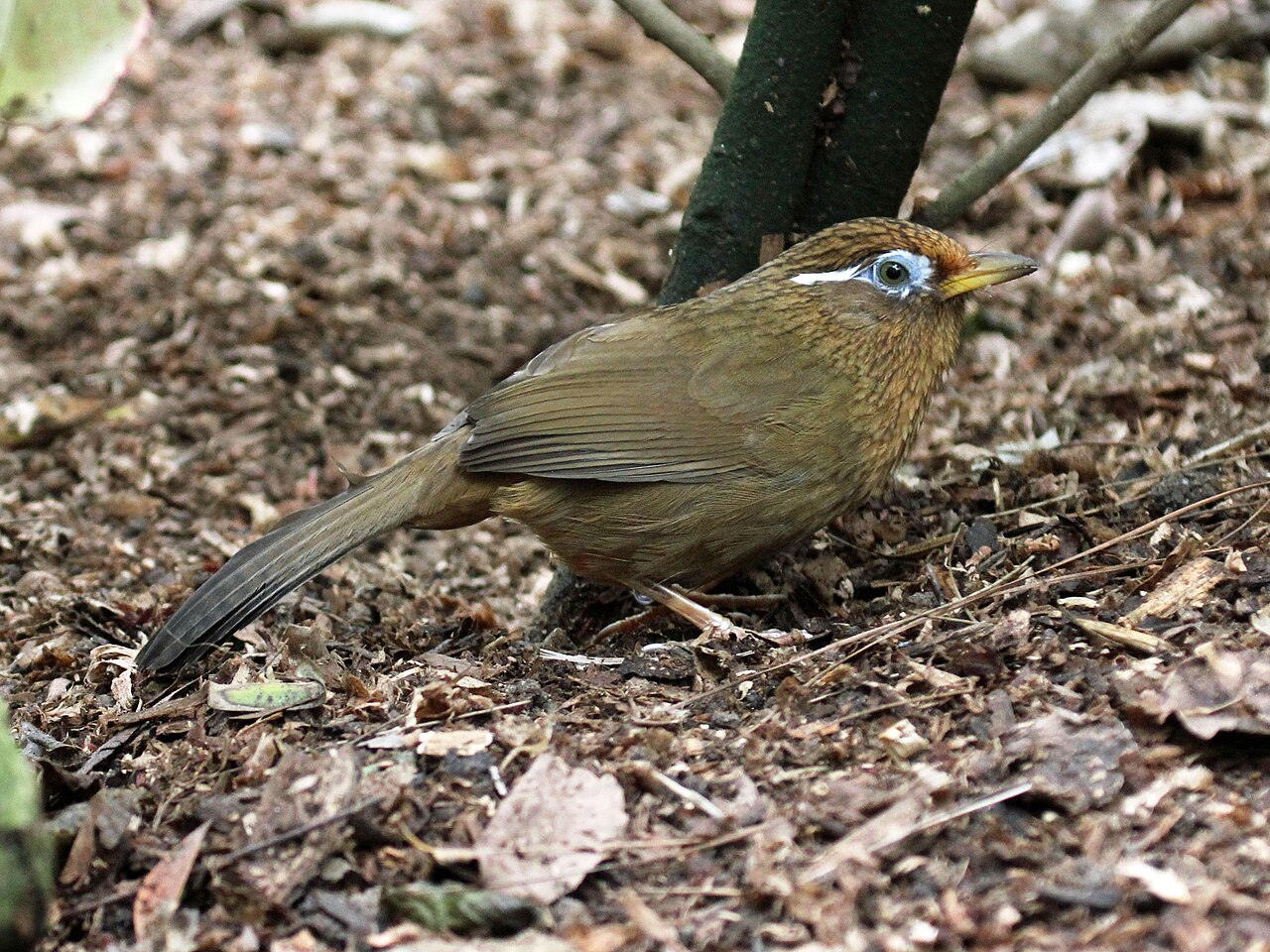 落ち葉の積もった地面を歩くガビチョウ