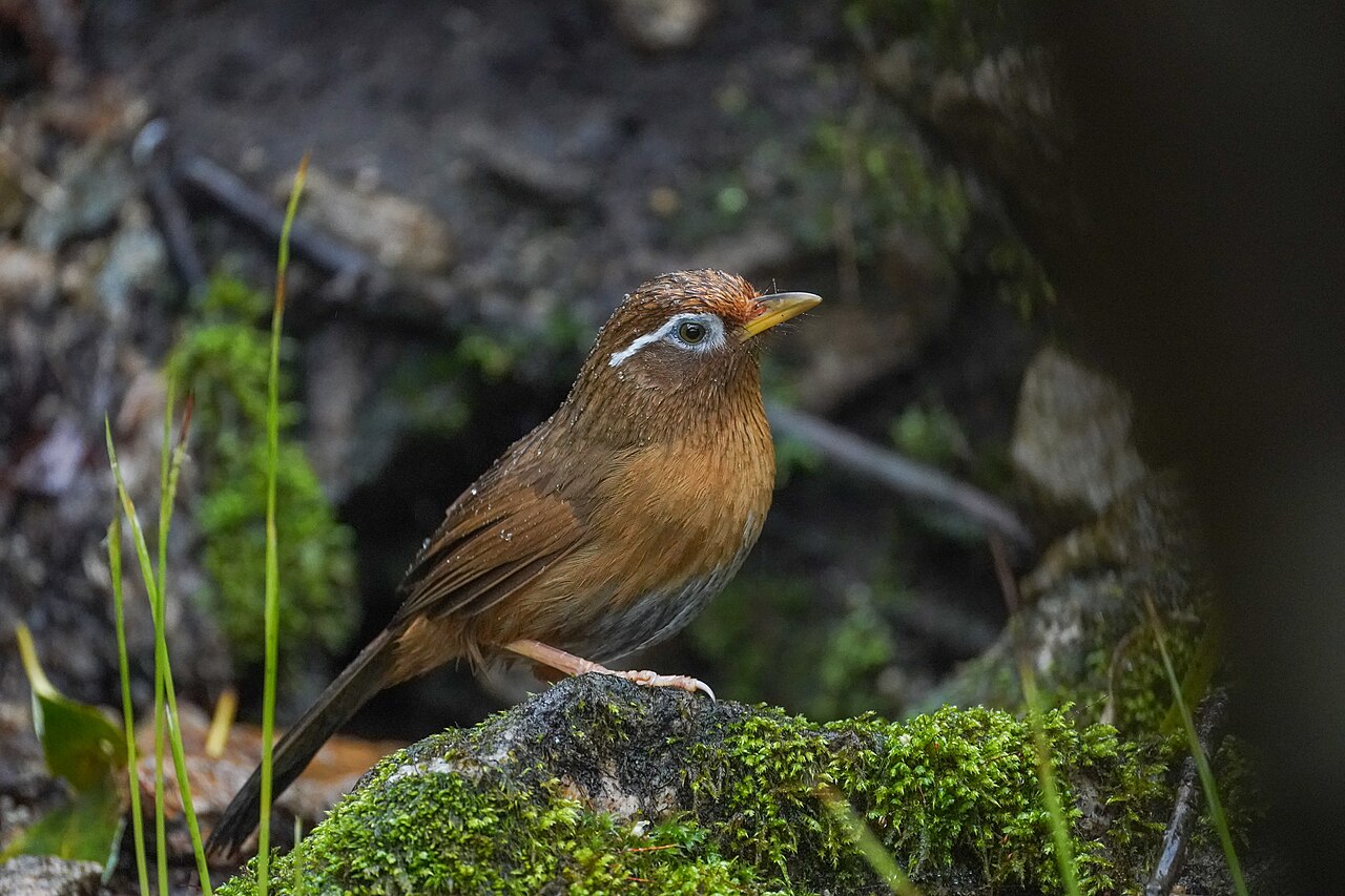 苔の生えた岩の上に立つガビチョウ。目の周りから後ろへ白い模様が伸びる