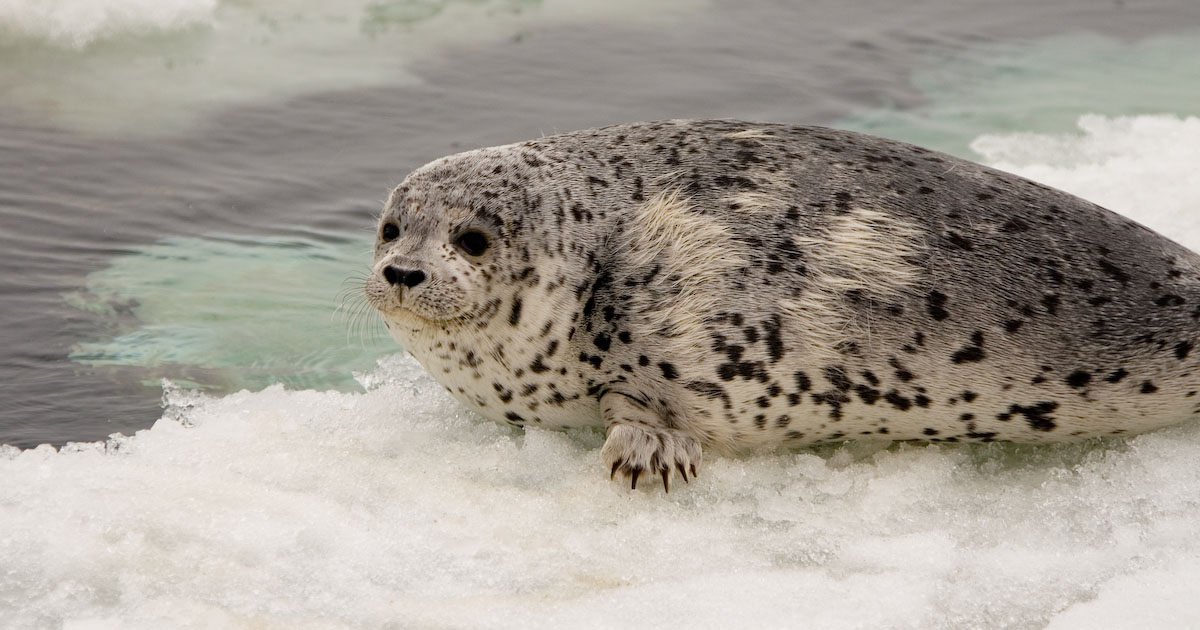 流氷の上のゴマフアザラシ。全身に黒い斑が散る
