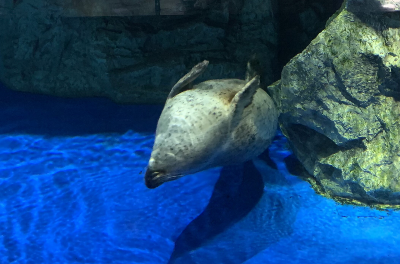 水槽を泳ぐゴマフアザラシ（アクアパーク品川）