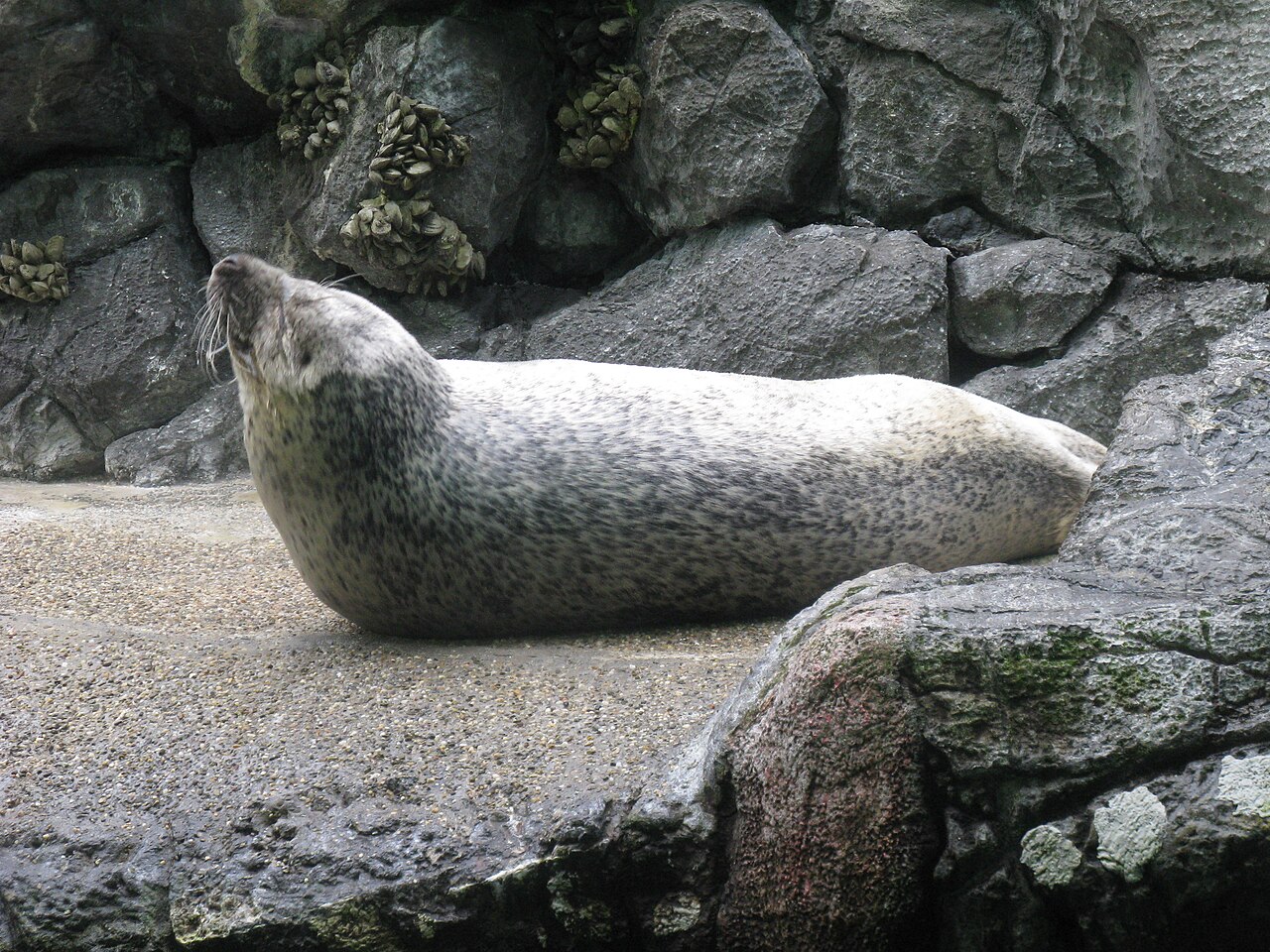 銀灰色の地に黒い斑が散るゴマフアザラシの横姿