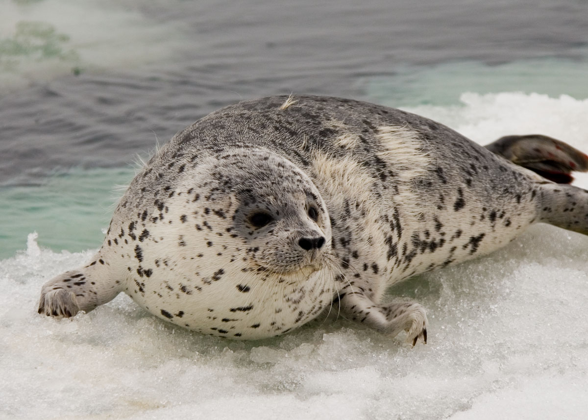 海氷の上に上がったゴマフアザラシ