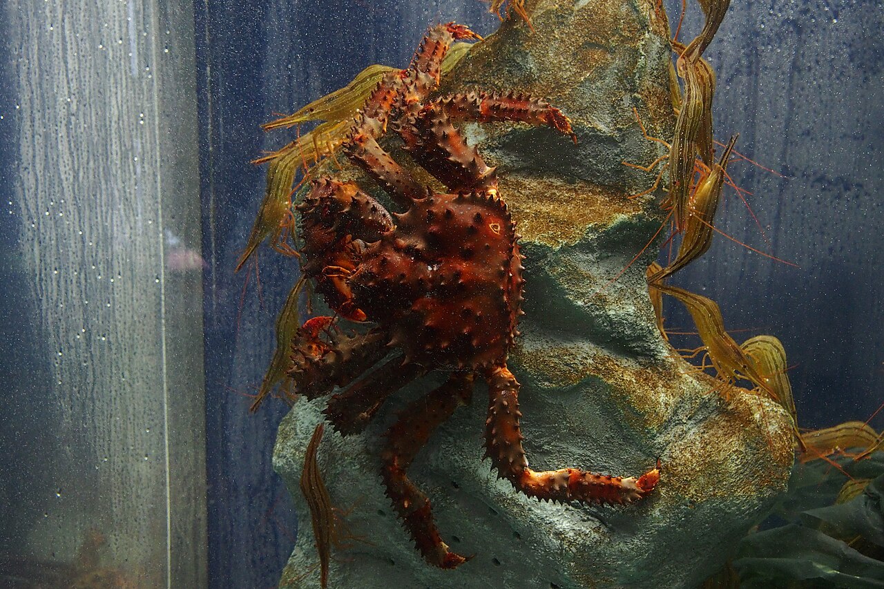 水槽の岩に登る生きたハナサキガニ