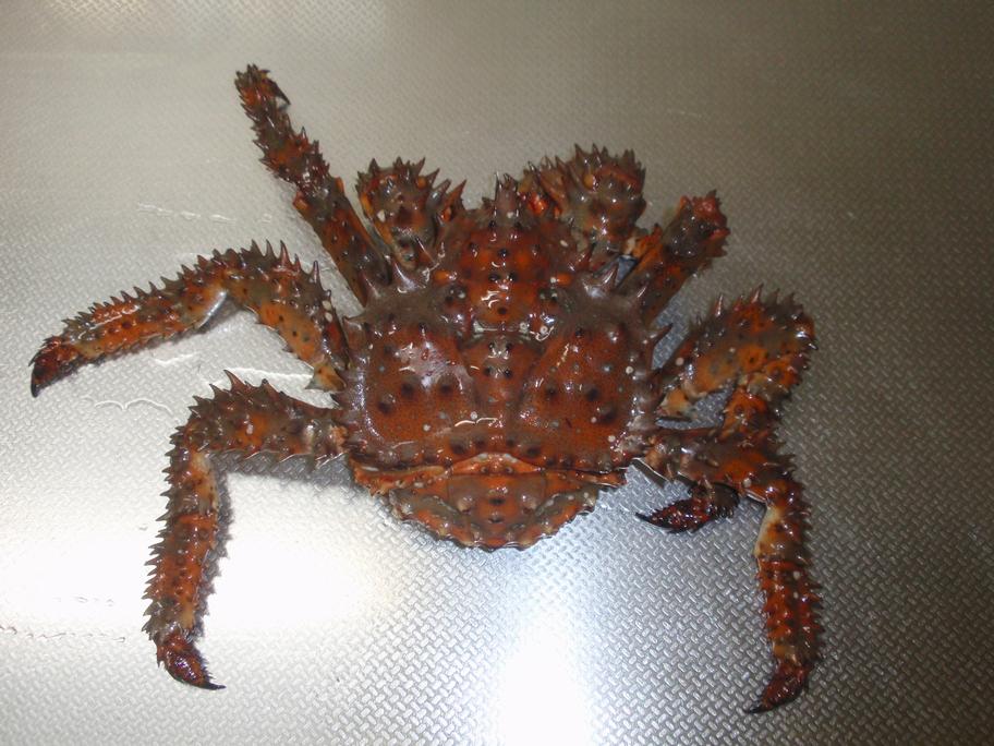 平らな台の上のハナサキガニを上から見た姿。ハート形の甲羅と棘の並んだ脚がわかる