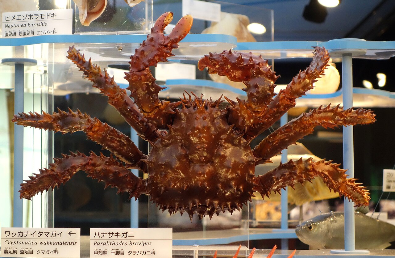 国立科学博物館に展示されたハナサキガニの標本。脚と甲羅に太い棘が並ぶ
