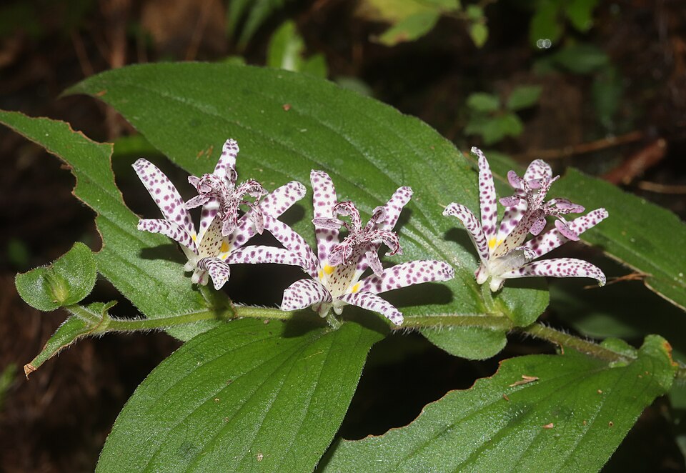 白地に紫の斑点がある植物ホトトギスの花