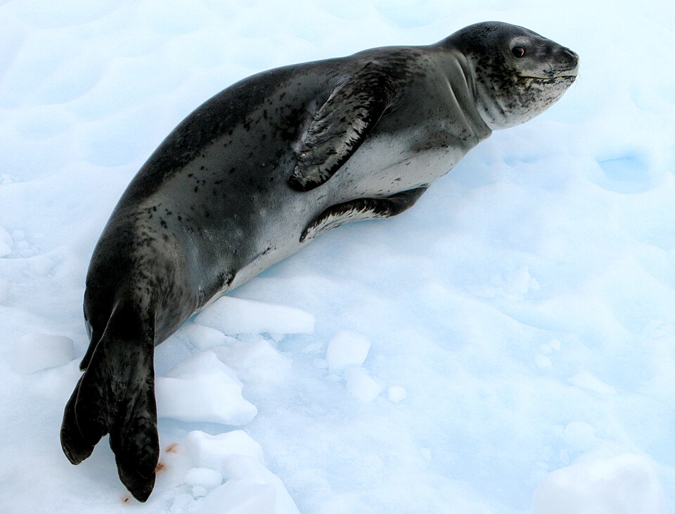 氷の上で頭を上げるヒョウアザラシ