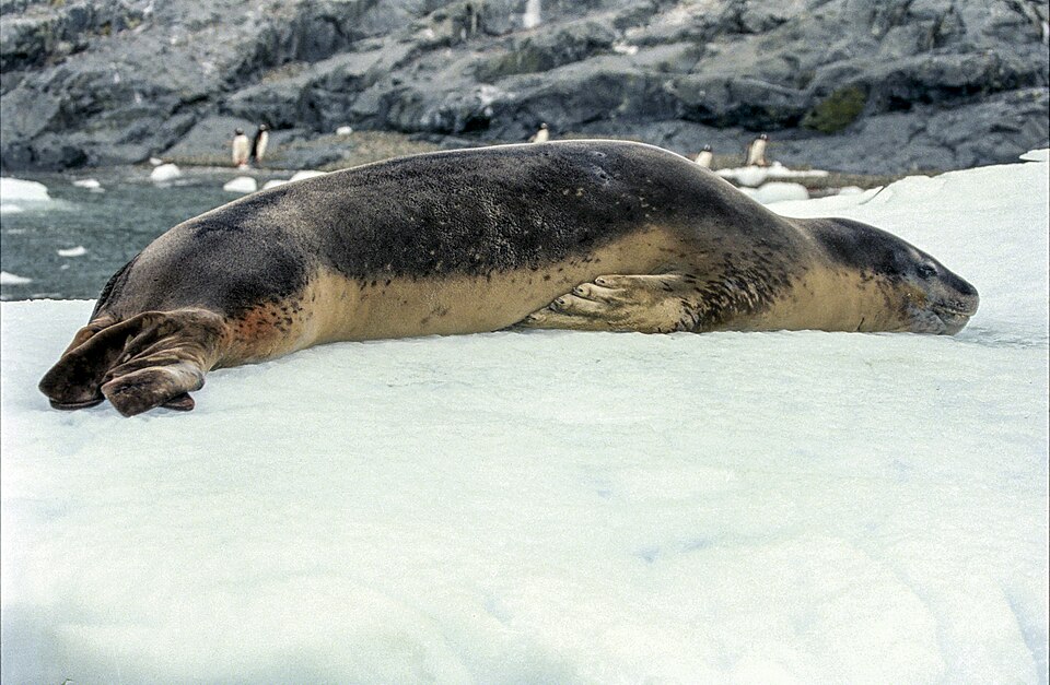 氷の上に寝そべるヒョウアザラシ。奥にペンギンの群れ