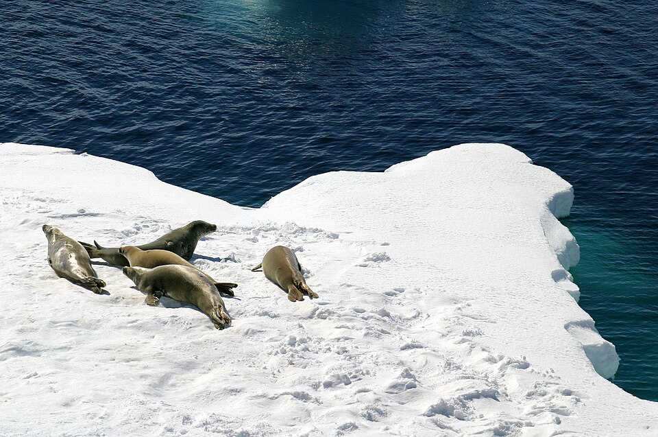 氷の上に集まるカニクイアザラシ