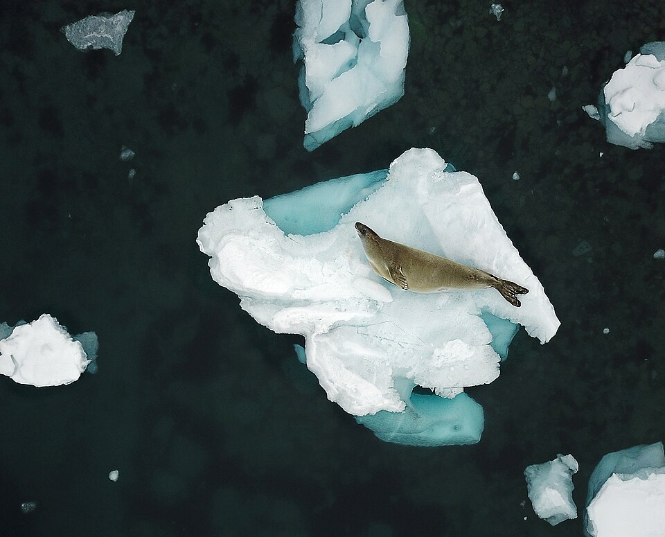 氷盤に1頭で上がるカニクイアザラシを上から見た写真