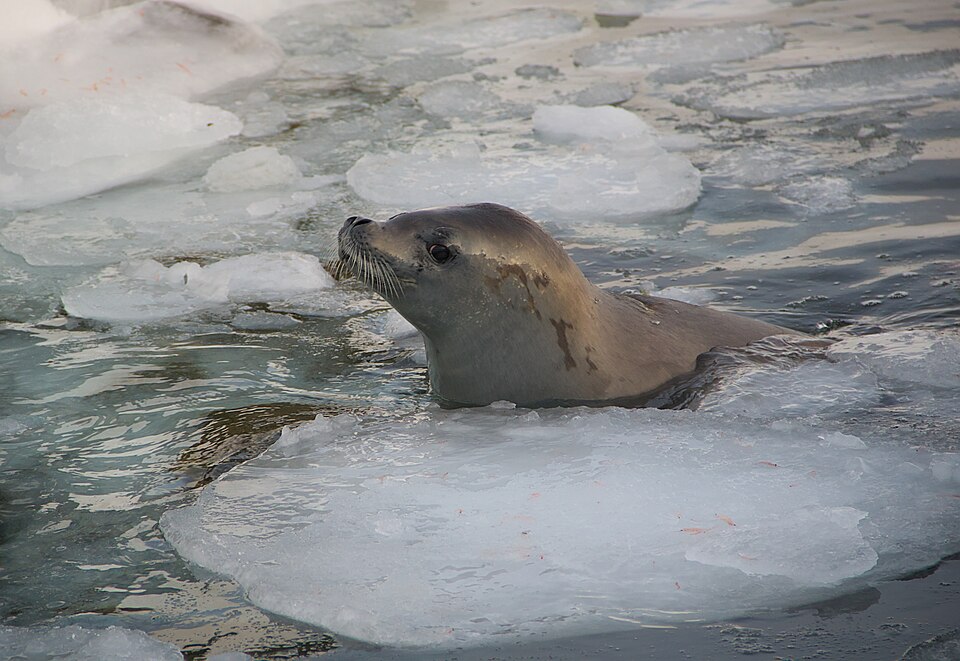 氷の間から顔を出すカニクイアザラシ。首から体に傷が走る