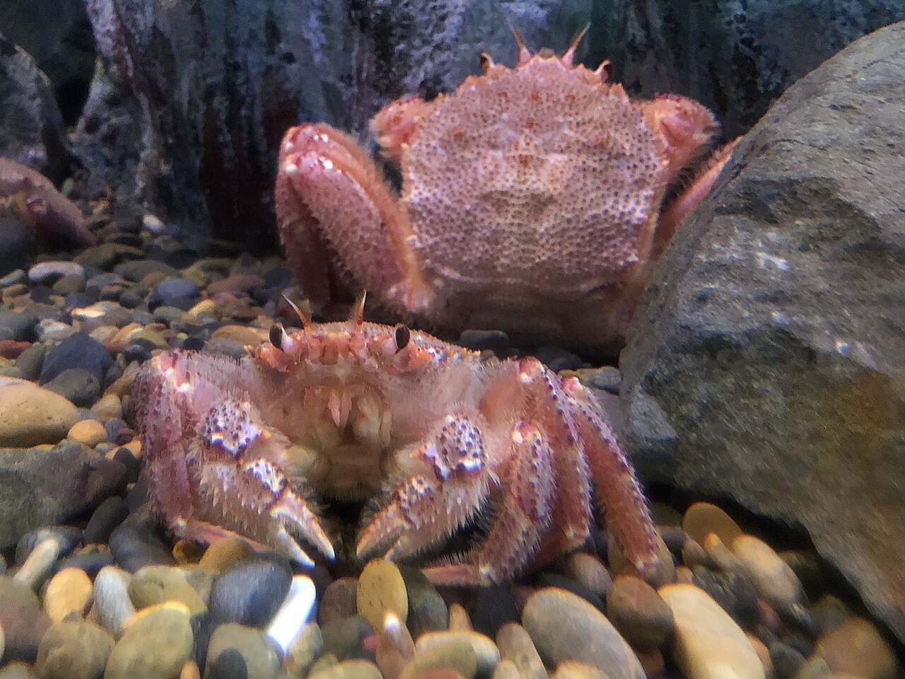水槽の石の上に並ぶ2匹のケガニ