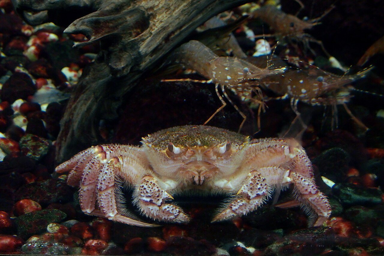 砂の上を歩くケガニ。背後をエビが泳いでいる