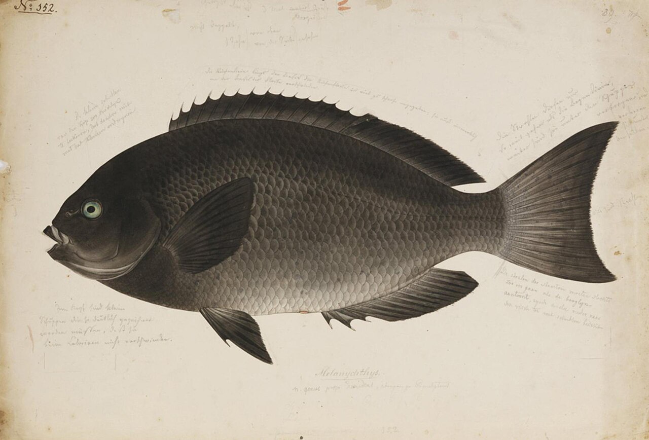 川原慶賀による1823〜1829年のメジナの標本画（Girella melanichthys として描かれたもの）