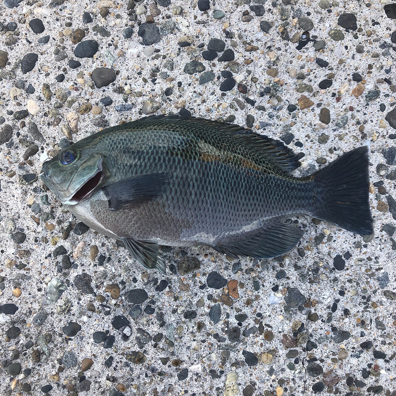 釣り上げられたメジナ（茨城県・波崎新港）