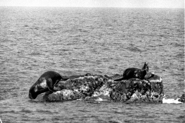 岩の上に集まるニホンアシカを写した1934年の写真