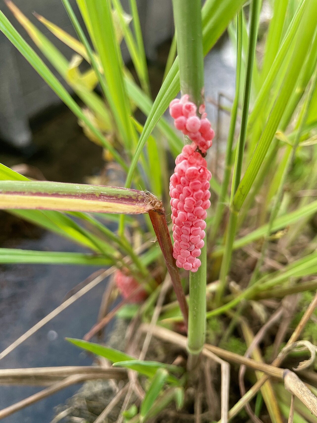 田んぼ沿いの草に付いたスクミリンゴガイの卵(愛知県春日井市)