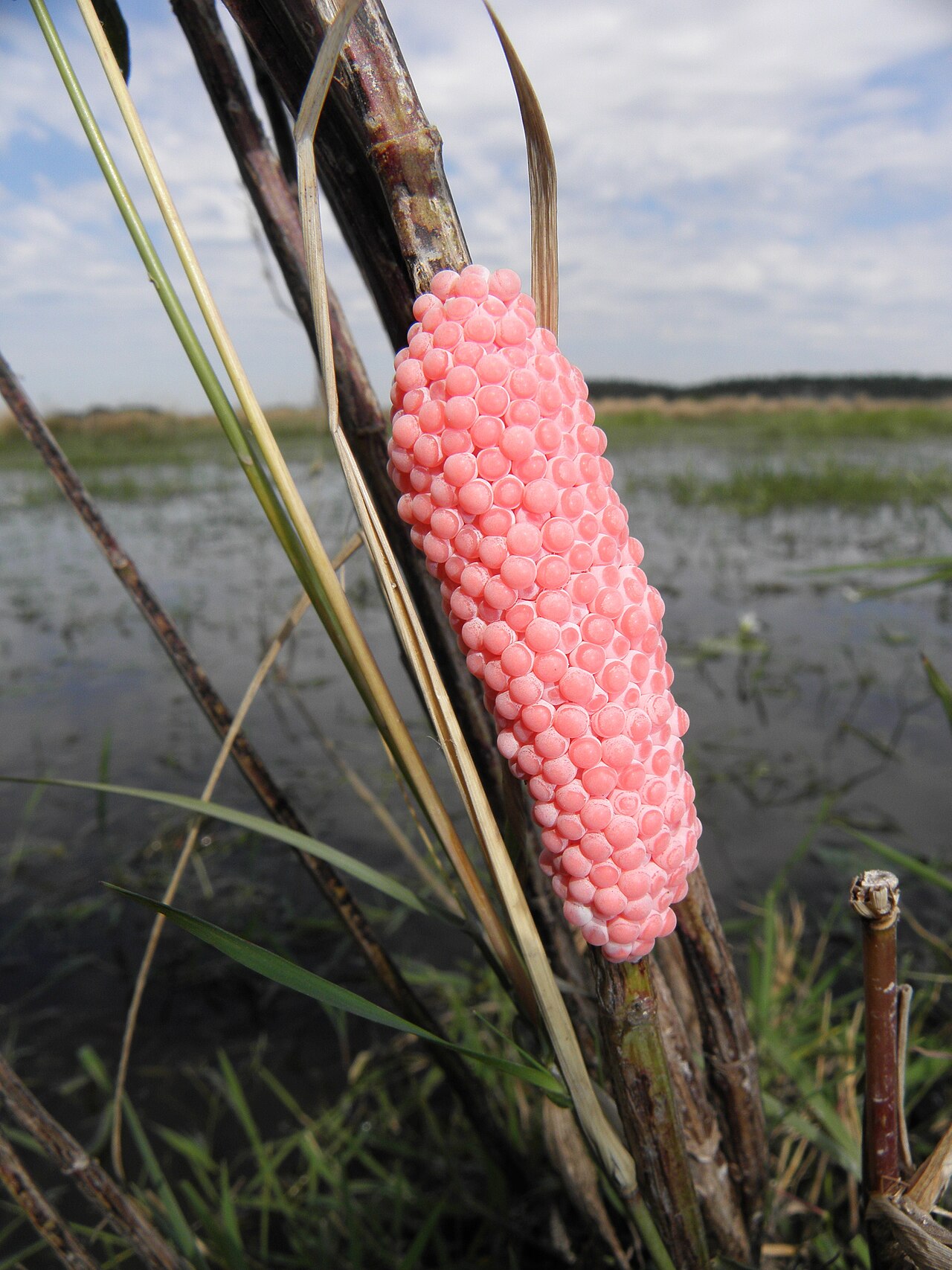 水面より上の茎に産みつけられたスクミリンゴガイのピンクの卵塊