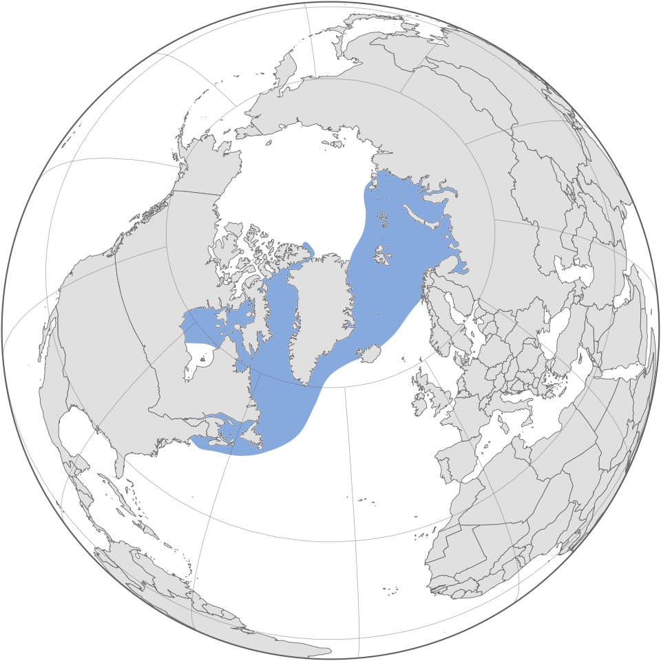 タテゴトアザラシの分布図。北大西洋の北部と北極海に広がる
