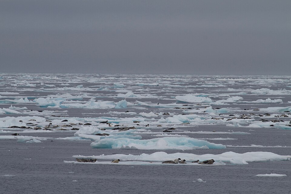 流氷の上に散らばって休むタテゴトアザラシの群れ