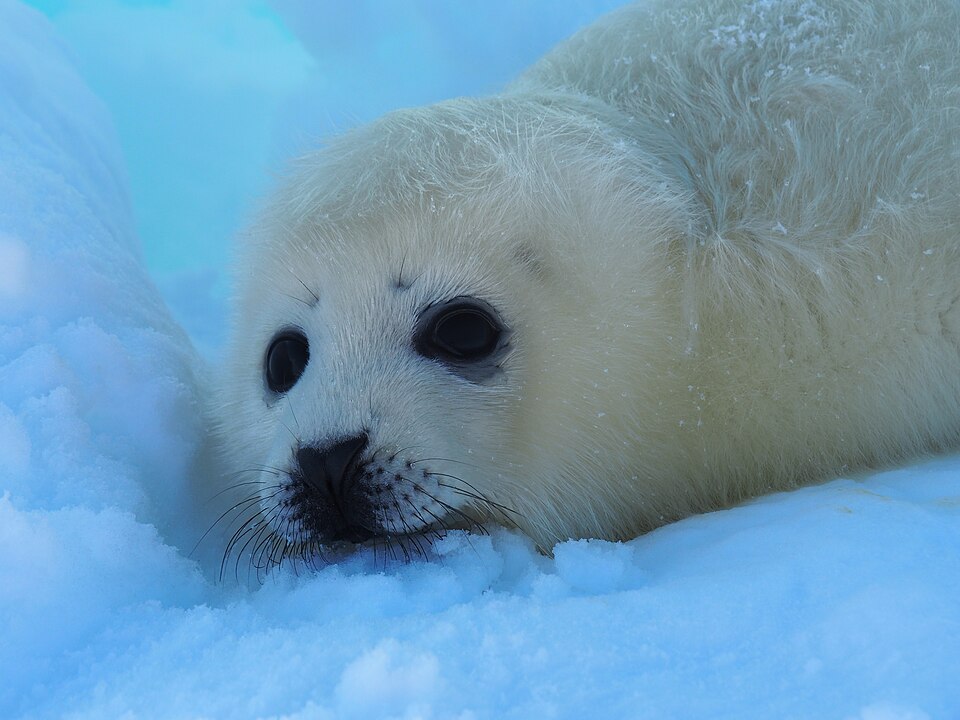 雪に顔をうずめる白い毛のタテゴトアザラシの子