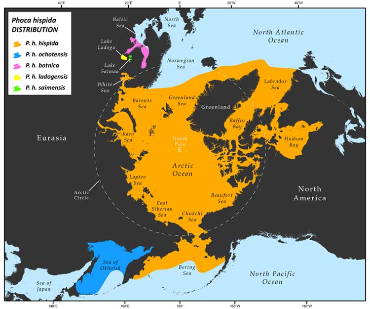 ワモンアザラシ5亜種の分布図。オホーツク海の亜種は日本のそばまで広がる