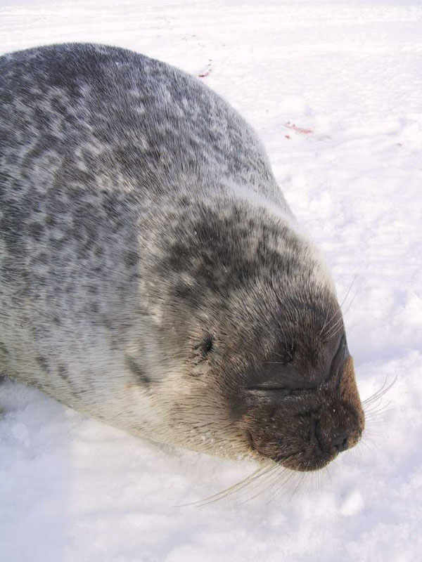 雪の上で顔を上げるワモンアザラシ