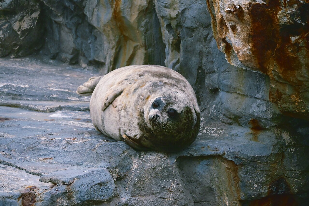水族館で飼育されているワモンアザラシ